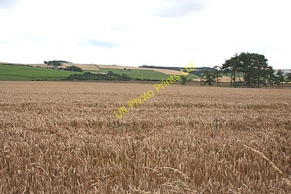 Photo 6"x4" Wheat Field Dykeside\/NJ7243 c2007