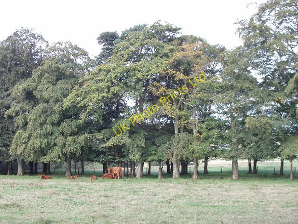 Photo 6"x4" Cattle and trees by Knockiemill Cottages Turriff c2007