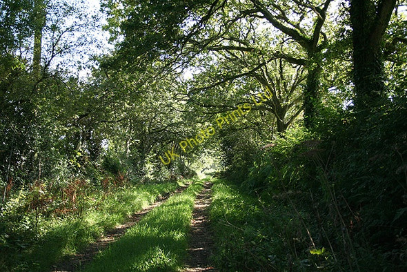 Photo 6"x4" Warbstow: track near Fonston Fonston c2007