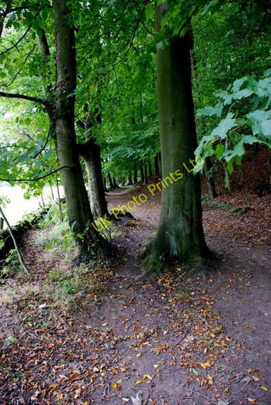 Photo 6"x4" The edge of the wood Bubnell c2007