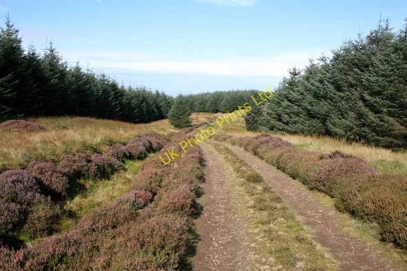 Photo 6"x4" Killypole Forest. Machrihanish c2007