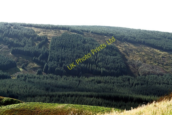 Photo 6"x4" Forestry on the Northern Slopes of The Slate. Machrihanish c2007 P1