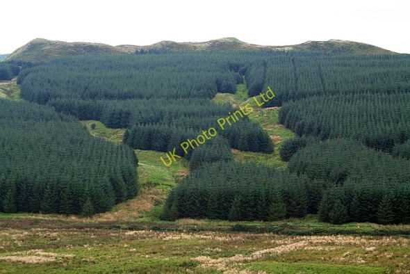 Photo 6"x4" Killypole Forest. Machrihanish c2007
