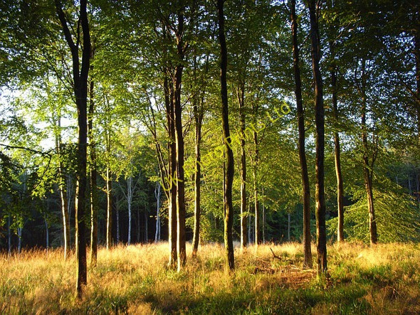 Photo 6"x4" Hooke Park Hooke c2007