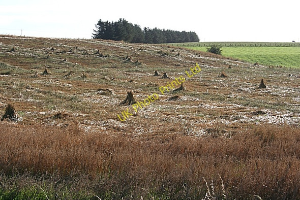 Photo 6"x4" Ruined Crop Netherbrae c2007