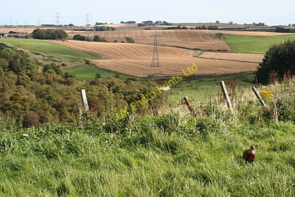 Photo 6"x4" Little Gourdas Inverythan c2007 P2