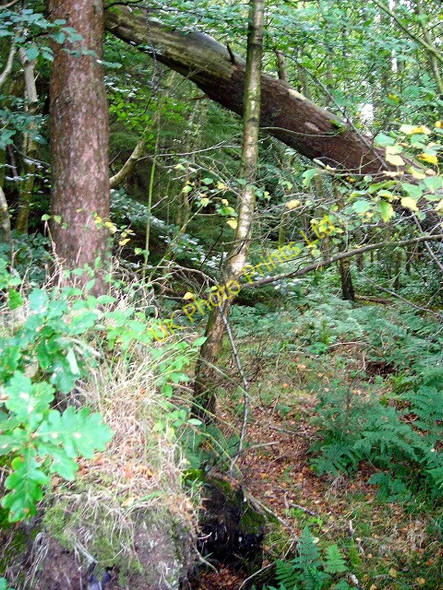 Photo 6"x4" Kelhead Wood Hitchill c2007