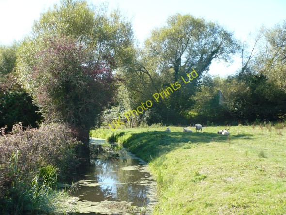 Photo 6"x4" Sheep beside a reen Broadstreet Common\/ST3584 c2007