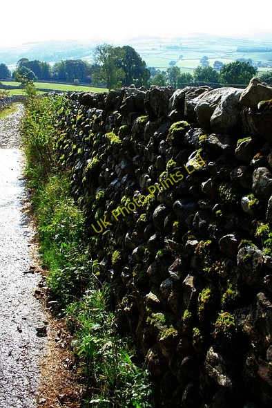Photo 6"x4" Moss Growing on Drystone Wall. Conistone c2007