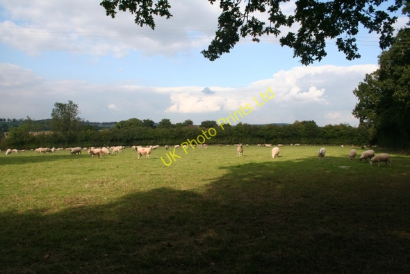 Photo 6"x4" Sheep Pasture Swinmore Common c2007