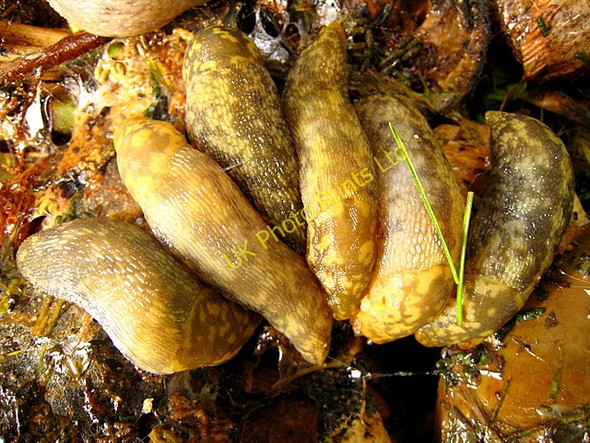 Photo 6"x4" Urban wildlife Newburgh\/NJ9925 c2007