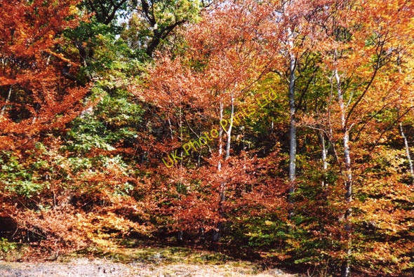 Photo 6"x4" Autumn colours in Glyn-Hafren Wood Glynhafren c2003