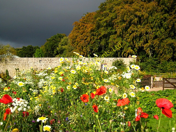 Photo 6"x4" Autumn in the walled garden at Fyvie Castle Tifty c2007