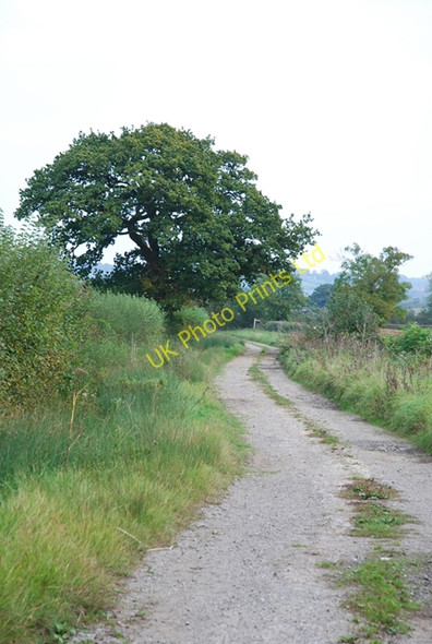 Photo 6"x4" Track south of Lois Farm Combe Throop c2007