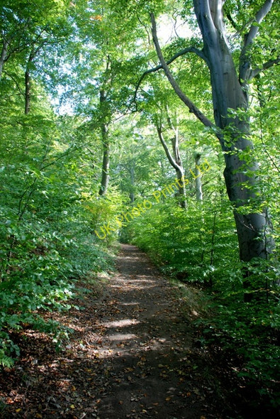 Photo 6"x4" Woodland above Baslow Baslow c2007