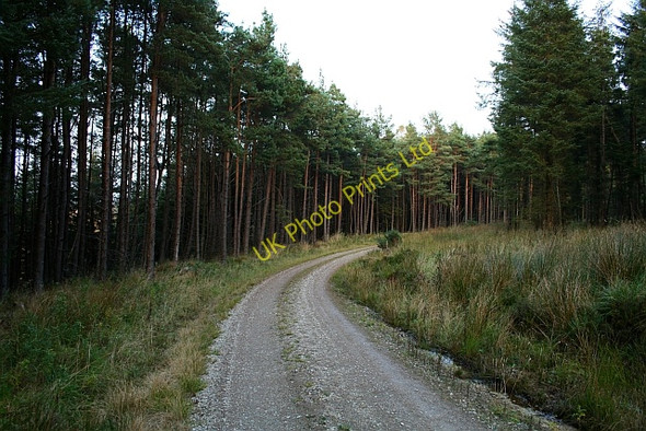 Photo 6"x4" Forestry Track on Esp Rigg. Blawath Beck c2007