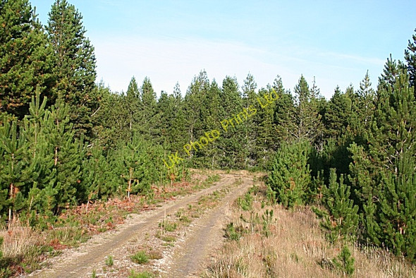 Photo 6"x4" Forest Track Brylach Hill c2007