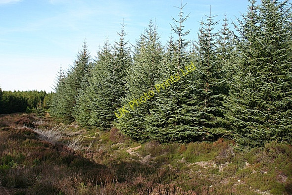 Photo 6"x4" Douglas Firs Gedloch Burn c2007