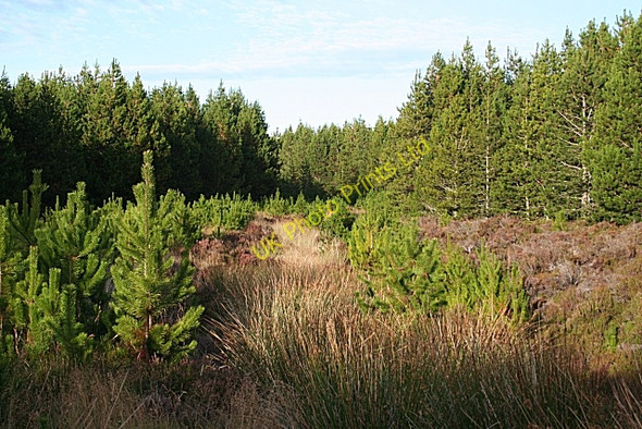Photo 6"x4" Natural Regeneration Gedloch Burn c2007