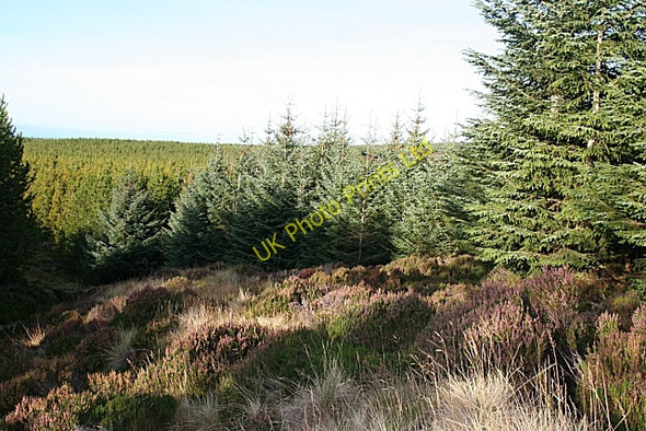 Photo 6"x4" Conifer Plantation on Brylach Hill Pikey Hill c2007