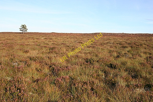 Photo 6"x4" Bracken  Noits Bracken Noits c2007
