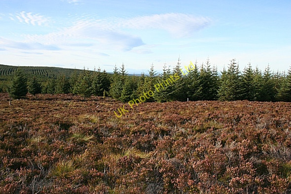Photo 6"x4" Moorland and Forest Bracken Noits c2007