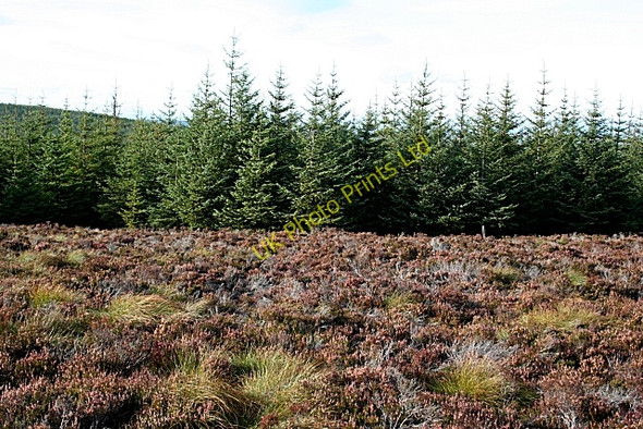 Photo 6"x4" Brylach Hill Bracken Noits c2007 P1