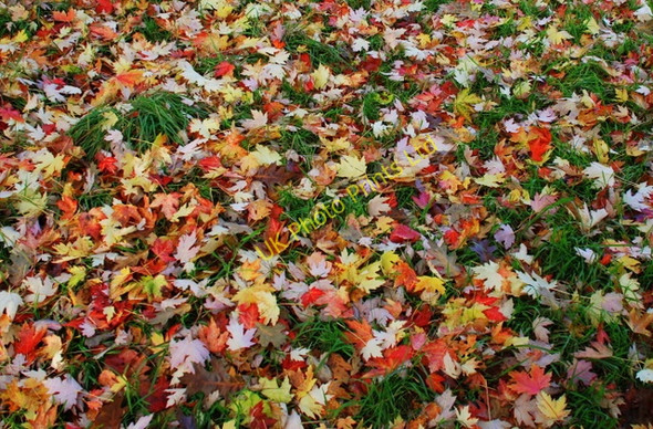 Photo 6"x4" Acer leaves in Chatsworth Park Baslow c2007