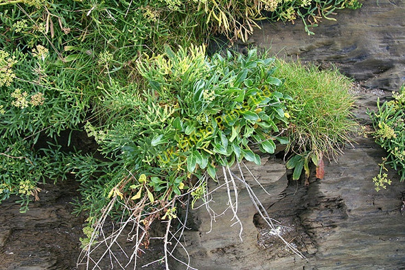 Photo 6"x4" Ringmore: Samphire at Ayrmer Cove Ringmore c2007