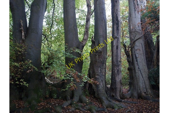 Photo 6"x4" Beeches on edge of Banstead Wood Banstead c2007