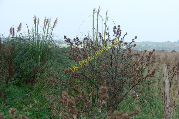 Photo 6"x4" Pampas grass Great Massingham c2007