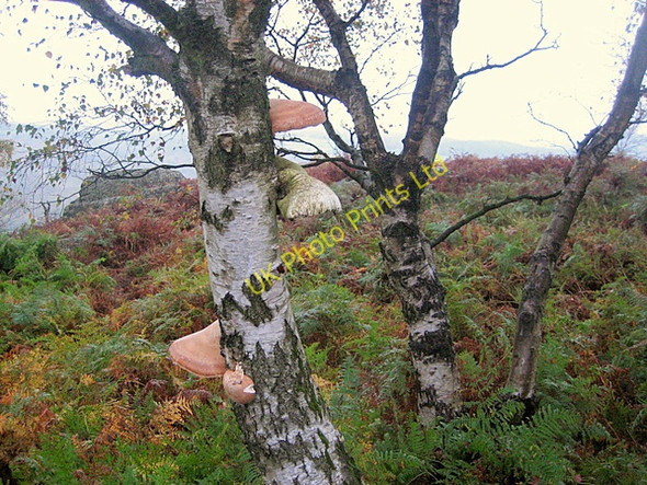 Photo 6"x4" Birch tree with fungi on Froggatt Edge Froggatt c2007