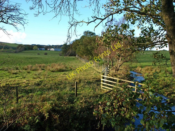 Photo 6"x4" Plantly Moss Lochwinnoch c2007