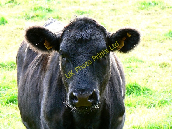 Photo 6"x4" Young steer near a bridleway, near Tolpuddle Briantspuddle c2007