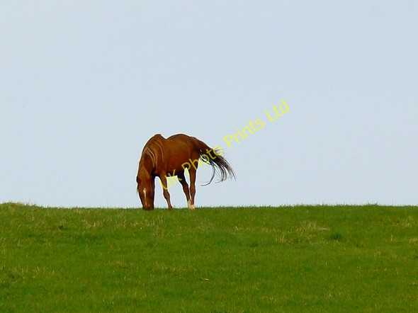 Photo 6"x4" Horse on high ground near Tolpuddle Briantspuddle c2007