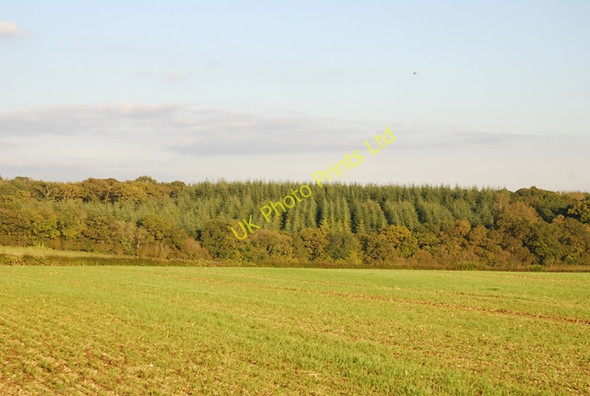 Photo 6"x4" Preston Wood Iwerne Minster c2007