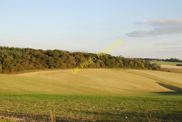 Photo 6"x4" View of Preston Wood Iwerne Minster c2007