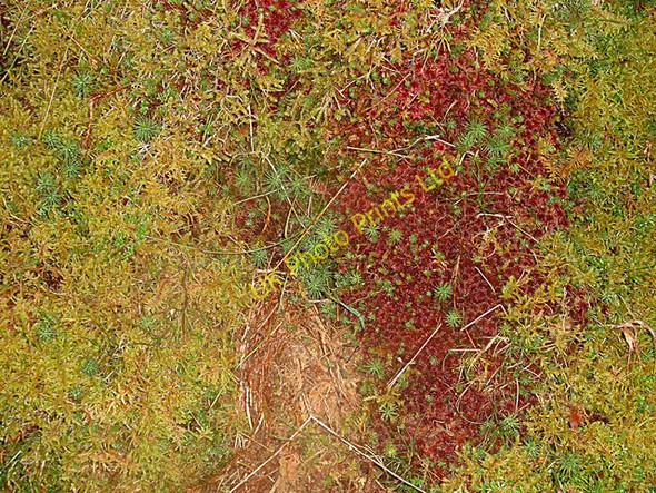 Photo 6"x4" Autumn Moss Birkett Mire c2007