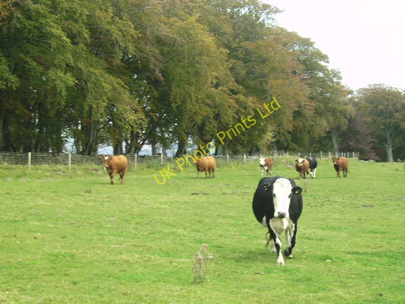 Photo 6"x4" Home Farm, Castle Grant Dreggie c2007