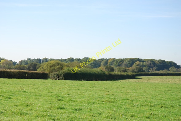 Photo 6"x4" Palemead Coppice Motcombe c2007