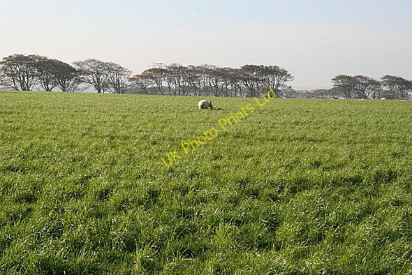 Photo 6"x4" Near Gorrachie King Edward c2007