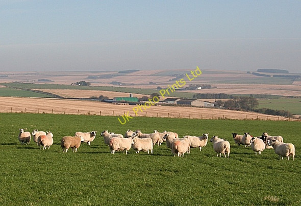 Photo 6"x4" Sheep at Law of Balgreen Longmanhill c2007
