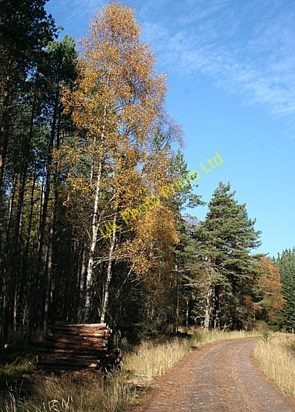 Photo 6"x4" Forest Road near Archiestown Archiestown c2007