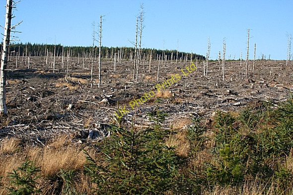 Photo 6"x4" Clear Felled Forest Archiestown c2007