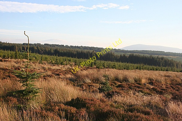 Photo 6"x4" Forest near Archiestown Archiestown c2007