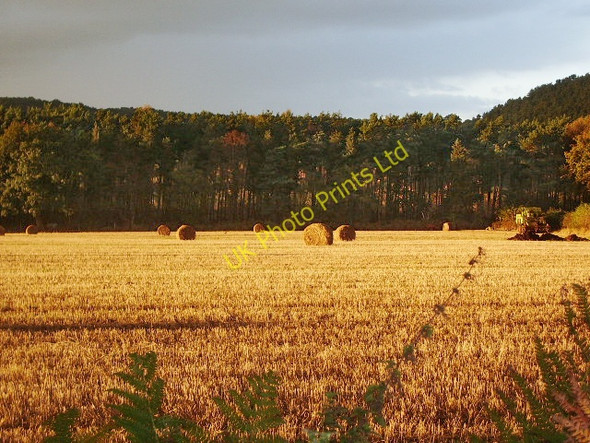 Photo 6"x4" Wheat field Booleybank c2007