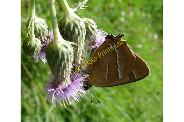Photo 6"x4" Brown Hairstreak Butterfly RSPB Pulborough West Sussex Wiggonholt c2007