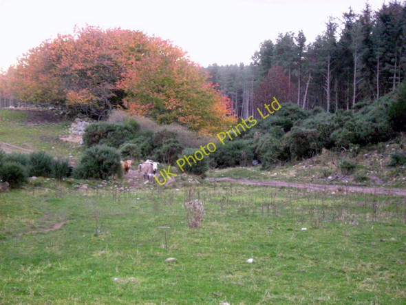 Photo 6"x4" A Track to Romach Loch Moor of Granary c2007