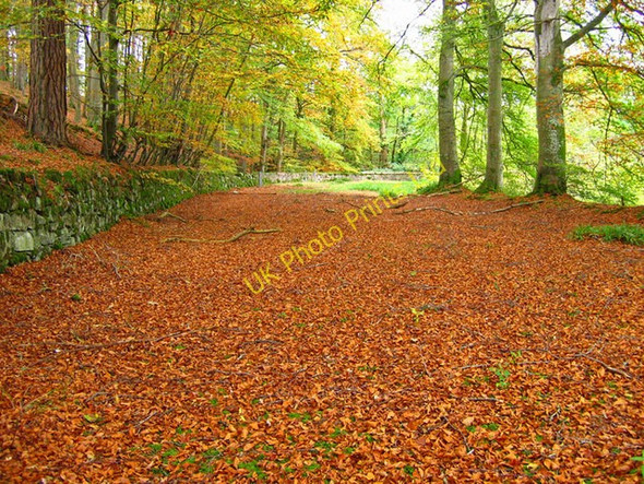 Photo 6"x4" Disused road Coalford c2007