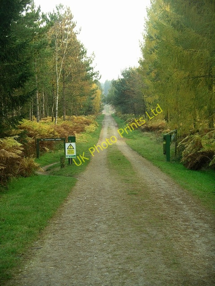Photo 6"x4" Sherwood Pines Forest Park Kings Clipstone c2007 P1